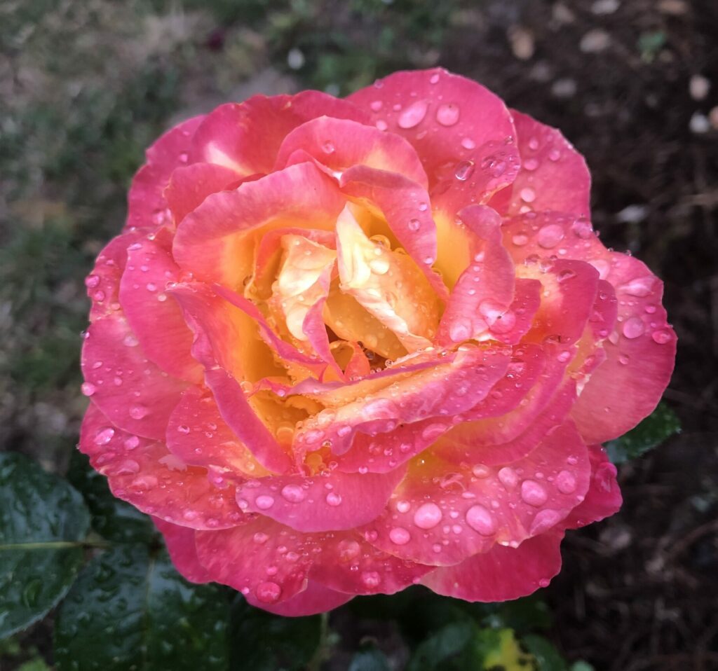 Rose_FrJedi